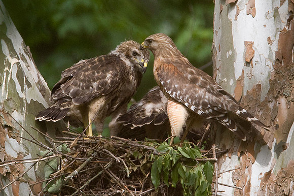 Red-shouldered Hawk (Buteo lineatus) adult and juvenile