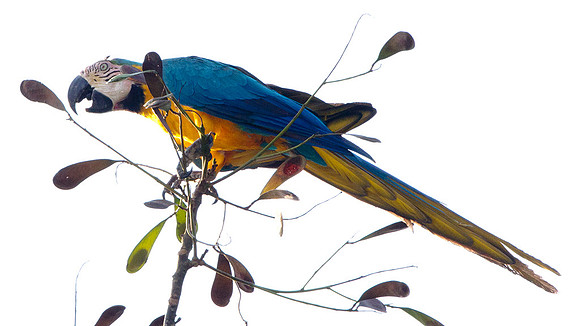 Blue-and-Yellow Macaw (Ara ararauna)