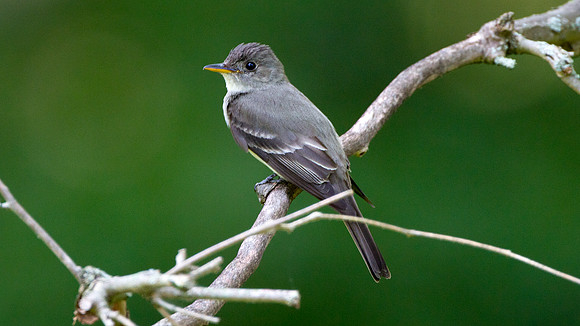 Eastern Phoebe (Sayornis phoebe)
