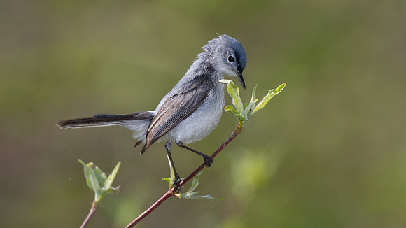 Blue-gray Gnatcatcher (Polioptila caerulea)