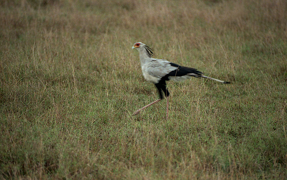 Secretarybird (Sagittarius serpentarius)