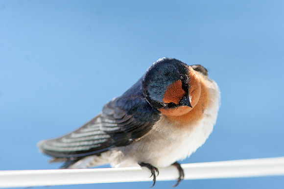 Welcome Swallow (Hirundo neoxena)