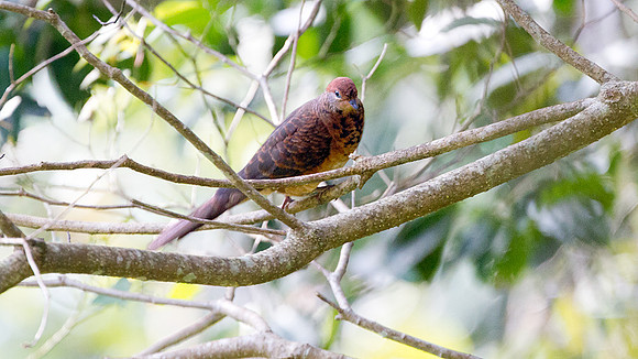 Little Cuckoo-Dove (Macropygia ruficeps)