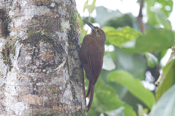 Strong-billed Woodcreeper (Xiphocolaptes promeropirhynchus)