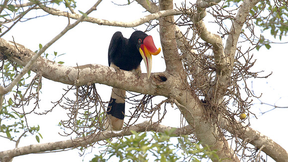 Rhinoceros Hornbill (Buceros rhinoceros) male