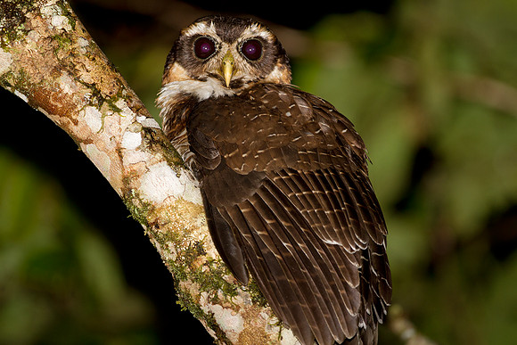 Band-bellied Owl (Pulsatrix melanota)