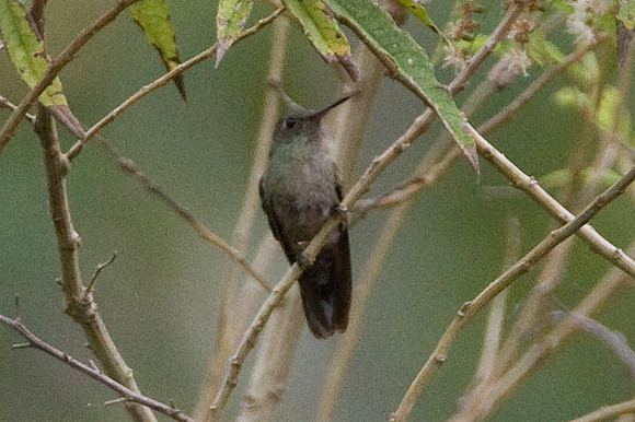 Scaly-breasted Hummingbird (Phaeochroa cuvierii) female