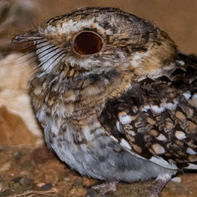 White-tailed Nightjar (Caprimulgus cayennensis)