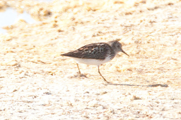 Least Sandpiper (Calidris minutilla)