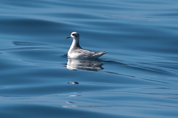 Red-necked Phalarope (Phalaropus lobatus)