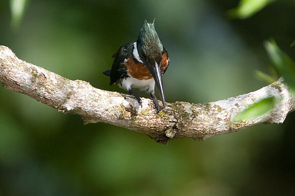 Amazon Kingfisher (Chloroceryle amazona) male