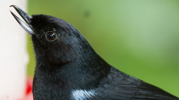 Glossy Flowerpiercer (Diglossa lafresnayii)
