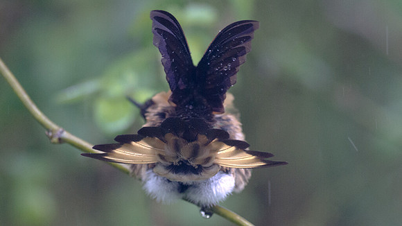Buff-tailed Coronet (Boissonneaua flavescens)