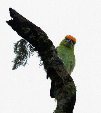 Flame-fronted barbet (Psilopogon armillaris)