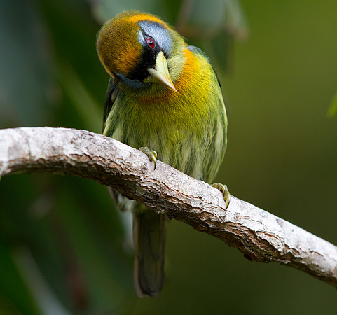 Red-headed Barbet (Eubucco bourcierii) Female
