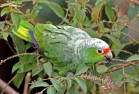 Red-lored Parrot (Amazona autumnalis) also known as Red-lored Amazon