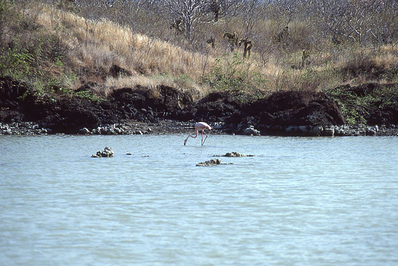 American Flamingo (Phoenicopterus ruber)
