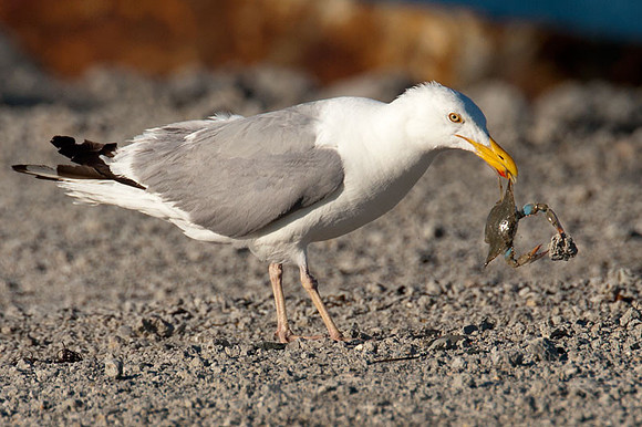 American Herring Gull (Larus smithsonianus) also known as Smithsonian Gull