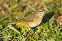 Palm Warbler (Dendroica palmarum)