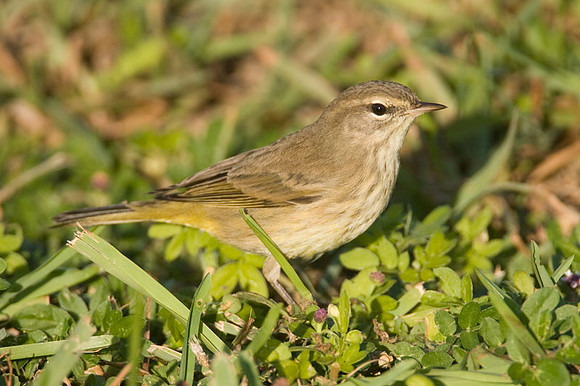Palm Warbler (Dendroica palmarum)