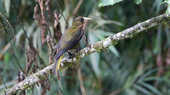 Dusky-green Oropendola (Psarocolius atrovirens)