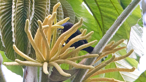 Capped Conebill (Conirostrum albifrons)