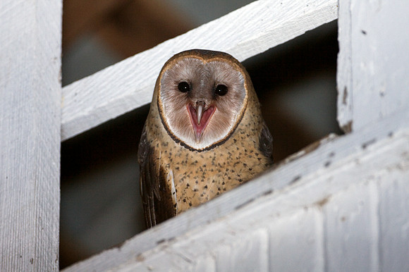 Western Barn Owl (Tyto alba)