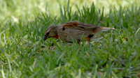 Cut-throat Finch (Amadina fasciata) Male