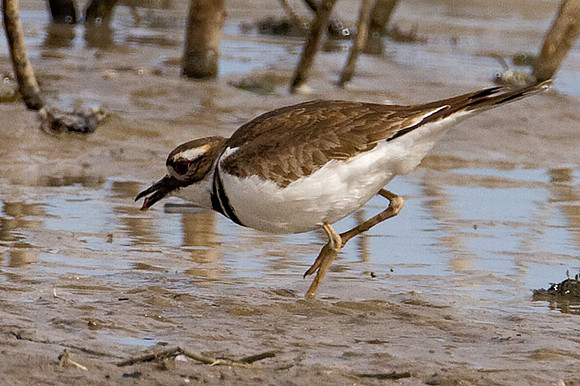 Killdeer (Charadrius vociferus)