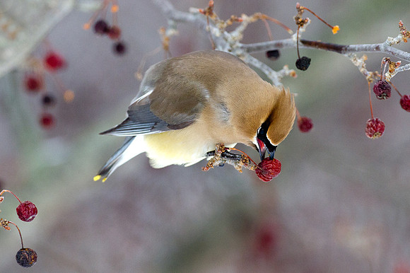 Cedar Waxwing (Bombycilla cedrorum)