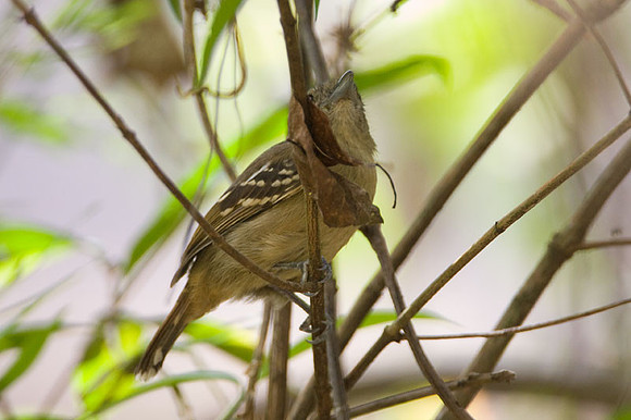 Western Slaty-Antshrike (Thamnophilus atrinucha)