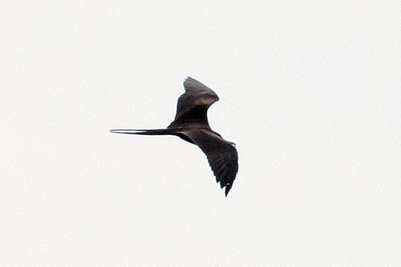Magnificent Frigatebird (Fregata magnificens) male