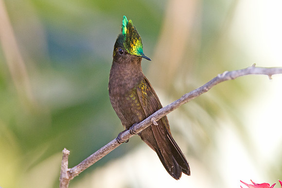 Antillean Crested Hummingbird (Orthorhyncus cristatus)