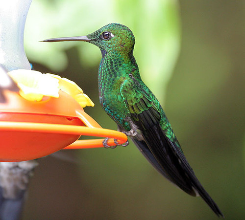 Green-crowned Brilliant (Heliodoxa jacula)