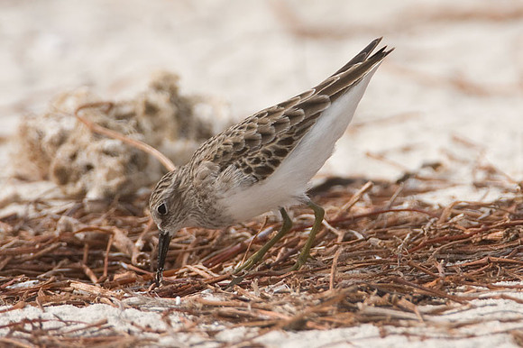 Least Sandpiper (Calidris minutilla)