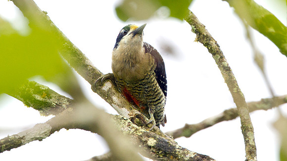 Black-cheeked Woodpecker (Melanerpes pucherani)