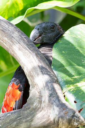 Pesquet's parrot (Psittrichas fulgidus)