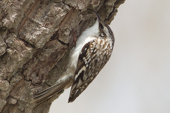 Brown Creeper (Certhia americana)