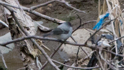 Torrent Tyrannulet (Serpophaga cinerea)