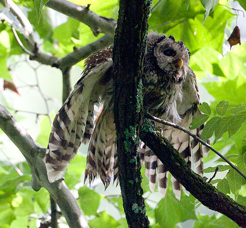 Barred Owl (Strix varia)