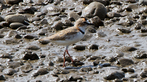 Collared Plover (Charadrius collaris)