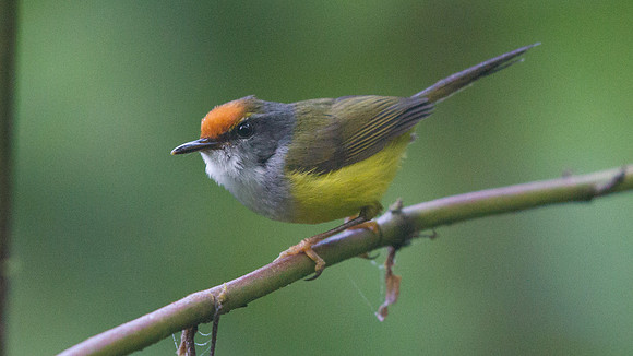 IMG_9411 Mountain tailorbird (Phyllergates cuculatus)
