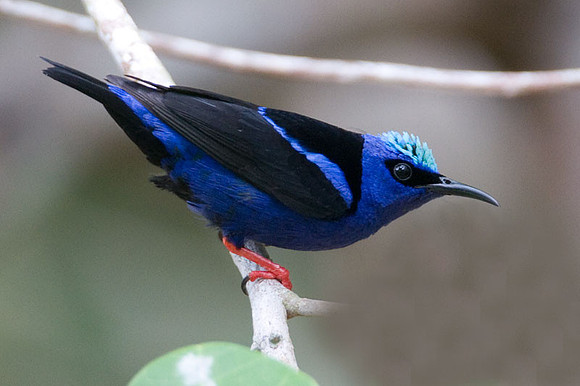 Red-legged Honeycreeper (Cyanerpes cyaneus) male