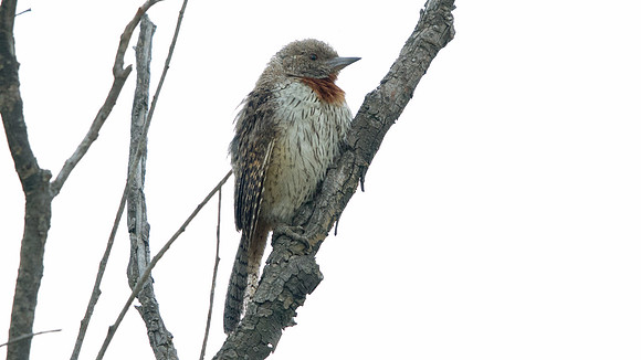 Red-throated Wryneck (Jynx ruficollis)