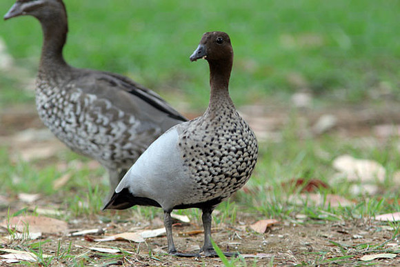 Australian Wood Duck (Chenonetta jubata) also known as Maned Duck, Maned Goose