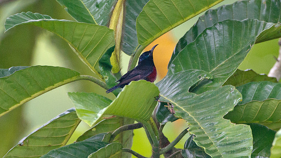 ?Purple-throated Sunbird (Nectarinia sperata)? male