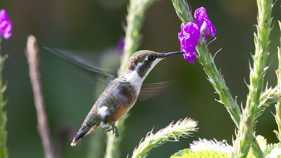 White-bellied Woodstar (Chaetocercus mulsant)