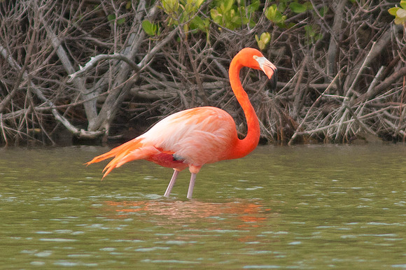 Greater Flamingo (Phoenicopterus roseus)