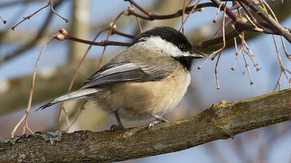 Black-capped Chickadee (Poecile atricapillus)