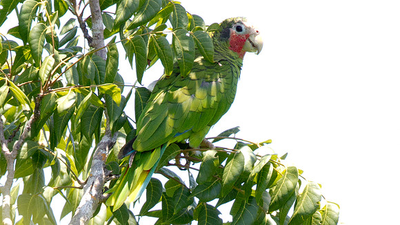 Cuban Amazon (amazona leucocephala hesterna) also known as Rose-throated Parrot, Cuban Parrot